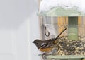 Spotted Towhee Bird on Feeder Facing Left