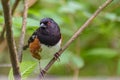 Spotted towhee bird wild life Royalty Free Stock Photo