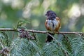 Spotted Towhee perched on cedar branch, looking to the side Royalty Free Stock Photo
