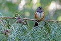 Spotted Towhee in cedar looking forward Royalty Free Stock Photo