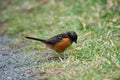 Spotted Towhee looking for food Royalty Free Stock Photo