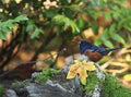 Spotted Towhee Pipilo maculatus Fall Leaf