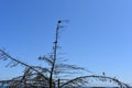 Spotted Towhee in a very bare tree against a very blue sky, 2.