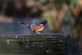 Spotted towhee