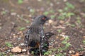 Spotted Towhee taking sun bath Royalty Free Stock Photo