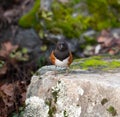 Spotted Towhee taking sun bath Royalty Free Stock Photo