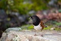 Spotted Towhee taking sun bath Royalty Free Stock Photo