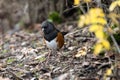 Spotted Towhee taking sun bath Royalty Free Stock Photo