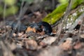 Spotted Towhee taking sun bath Royalty Free Stock Photo