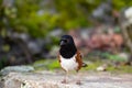 Spotted Towhee taking sun bath Royalty Free Stock Photo