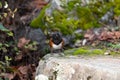 Spotted Towhee taking sun bath Royalty Free Stock Photo