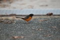 Spotted Towhee taking sun bath Royalty Free Stock Photo