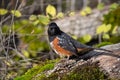 Spotted Towhee taking sun bath Royalty Free Stock Photo