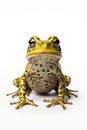 Spotted tropical frog isolated on white. Generative Ai.