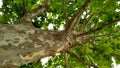 Spotted trunk of a plane tree with green summer foliage Royalty Free Stock Photo