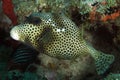 Spotted Trunkfish Royalty Free Stock Photo