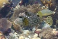 Spotted Trunkfish Royalty Free Stock Photo