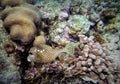 Spotted Trunkfish Hovers Over Star Coral Royalty Free Stock Photo