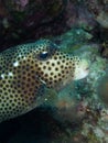 Spotted trunkfish, Lactophrys bicaudalis, Bonaire. Caribbean Diving holiday Royalty Free Stock Photo