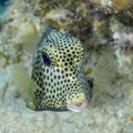 Spotted Trunkfish foraging in the sand - Bonaire Royalty Free Stock Photo