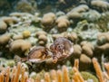 Spotted trunkfish,Lactophrys bicaudalis Royalty Free Stock Photo