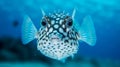 Trunkfish in the blue sea Royalty Free Stock Photo