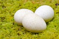 Spotted Turkey Eggs Royalty Free Stock Photo