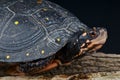 Spotted turtle Royalty Free Stock Photo