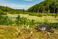 Spotted Turtle Clemmys guttata Royalty Free Stock Photo