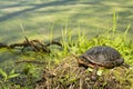 Spotted Turtle - Clemmys guttata Royalty Free Stock Photo