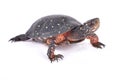 Spotted turtle, Clemmys guttata Royalty Free Stock Photo