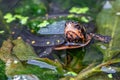 Spotted turtle Clemmys guttata, yellow spotted black carapace in a pond