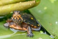 Spotted turtle Clemmys guttata, on a waterlily leaf