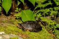 Spotted Turtle Royalty Free Stock Photo