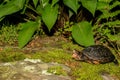 Spotted Turtle Royalty Free Stock Photo