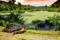 Spotted Turtle Royalty Free Stock Photo