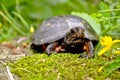 Spotted Turtle Royalty Free Stock Photo
