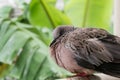 Spotted turtle dove