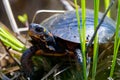 Spotted Turtle Royalty Free Stock Photo