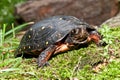 Spotted Turtle Royalty Free Stock Photo