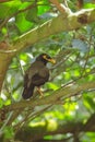 Spotted Typical Myna bird