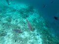 Spotted Unicorn fish swimming in the teal waters of the Maldives