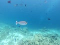 Spotted Unicorn fish swimming in the teal waters of the Maldives