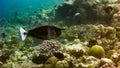 Spotted unicornfish Naso brevirostris in the tropical waters of Maldives.