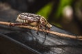 spotted unusual southern chafer