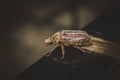 Spotted unusual southern chafer