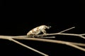 Spotted weevil species, Satara, Maharashtra