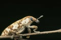 Spotted weevil species, Satara, Maharashtra