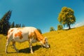 Spotted white cow eats grass on alpine meadow with high alone ye Royalty Free Stock Photo