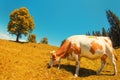 Spotted white cow eats grass on alpine meadow with high alone ye Royalty Free Stock Photo